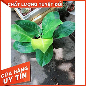 Trầu bà đế vương Nhiều Người Mua