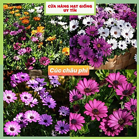 Mua Hạt Giống Hoa Cúc Châu Phi F1 Loại Siêu Dễ Trồng  Hoa Nở Đẹp Tặng kèm Hướng Dẫn Trồng