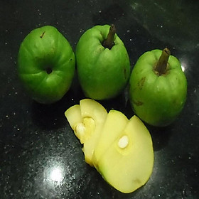 CÂY GIỐNG CÂY TAI CHUA CAO SẢN, DÒNG QUẢ SỚM, SIÊU KINH TẾ - NCCTCCBC