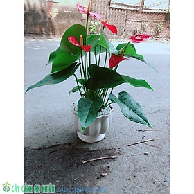Mua Cây Hồng Môn Kèm Chậu Sứ