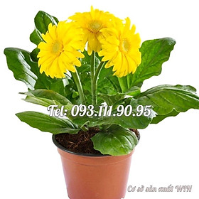 Mua Hạt giống hoa cúc đồng tiền – Bịch 10 hạt – Mã số 1349
