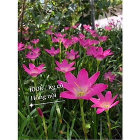 Mua CỦ HUỆ MƯA ( hoa tóc tiên) 50 củ hoa