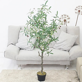 Mua Cây Oliu giả  cây Olive decor trang trí nhà cửa  cao 80cm  120cm (chưa bao gồm chậu)