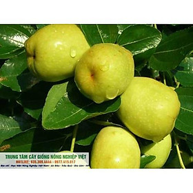 Mua Cây Táo Đào Vàng Giòn Ngọt