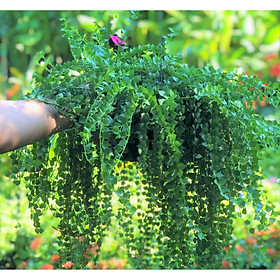 Mua Chậu treo cây Lan Tim size to trồng nơi có ít nắng