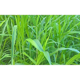 Mua Hạt giống cỏ Ruzi - Cỏ chịu dẫm đạp (gói 200g)