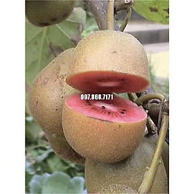 Cây giống kiwi đỏ leo giàn - cây giống nhập khẩu