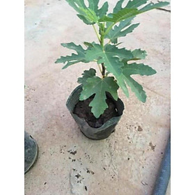 Cây Giống Sung Mỹ Trồng 8 Tháng Có Quả tặng 2 cây chè xanh