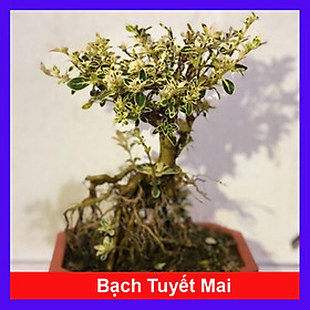 Hình ảnh Cây bạch tuyết mai bonsai để bàn