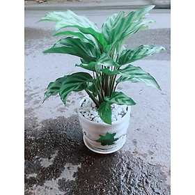 Mua Chậu Đuôi Công Xanh (có đĩa lót)