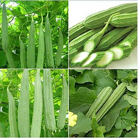 Mua Hạt Giống Mướp Khía Thái Lan 10 hạt - tặng kèm 3 viên nén ươm hạt