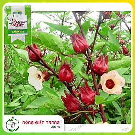 Hạt Giống Cây Hoa Bụp Giấm Rạng Đông (Atiso đỏ) - Gói 2g - Dễ Trồng, Trồng được Quanh Năm VTNN Nông Điền Trang