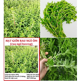 Combo 2 gói hạt giống rau ngò ôm,rau ngỗ hương-gói 200 hạt(tặng kèm phân bón)