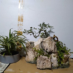 đá thấm thuỷ dùng trồng cây bonsai- đá ôm cây-Sản phẩm chưa bao gồm cây