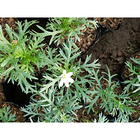 1 chậu Cúc hoạ mi thân gỗ