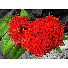 Mua hoa mẫu đơn đỏ mỹ- hoa trang hồng đỏ-bầu cây giống