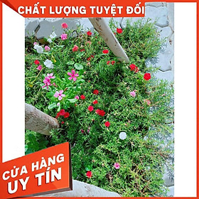 Mua Hoa mười giờ mỹ Nhiều Người Mua