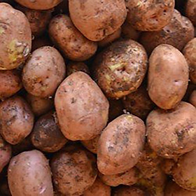Khoai Tây - 500GR