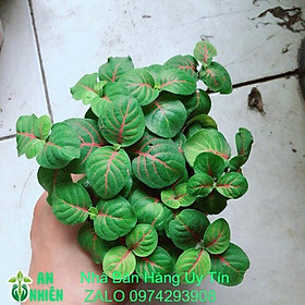 Mua Cây Cẩm Nhung Xanh Gân Đỏ (được chọn màu)