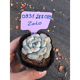 Cây sen cúc gai nhỏ mới