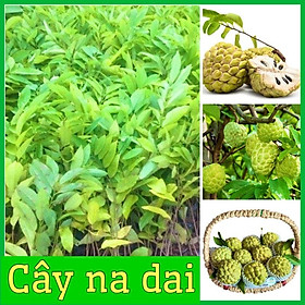 Cây giống na dai truyền thống thịt dai ngon ít hạt mùi rất thơm