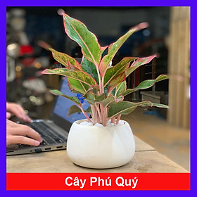 Hình ảnh Cây Phú Quý để bàn