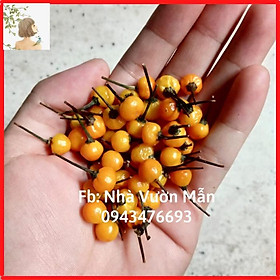 Mua 100 Hạt Giống Ớt Mắc Nhất Thế Giới Aji Charapita 570tr/kg Loại Ớt Ngon Và Đắt Nhất Thế Giới