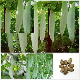 Hạt giống khổ qua tây  - Gói 2gram