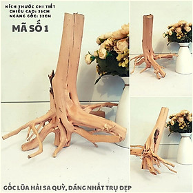 Mua LŨA HẢI SƠN QUỲ  HẢI SA QUỲ  DÁNG ĐẸP  DÙNG LÀM THÂN CÂY BONSAI  HỒ CÁ THUỶ SINH