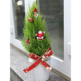 Cây tùng thơm - ông già noel
