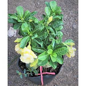 Cây sứ Thái bông kép gốc to hoa màu vàng kem trồng nơi có nhiều nắng