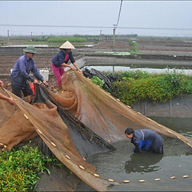Lưới kéo cá dài 30m
