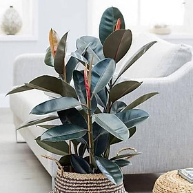 Mua CÂY ĐA BÚP ĐỎ - CHẬU 3 CÂY - DÒNG CÂY MINI ĐỂ BÀN VƯỢNG PHONG THỦY CHO GIA CHỦ - NCCGDBD3T
