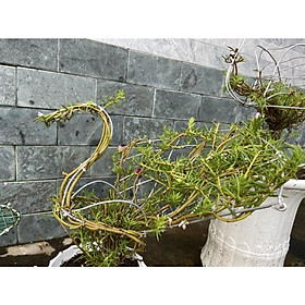 Mua Khung Giá Đỡ Tạo Hình BonSai Hoa Mười Giờ   Cây Cảnh Khung Đỡ Không Rỉ Sét Tạo Dáng Cây Cảnh Bon Sai