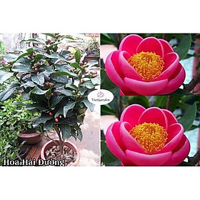 Mua HOA HẢI ĐƯỜNG ĐỎ HOA HẢI ĐƯỜNG ĐỎ - BẦU CÂY SIZE NHỠ - HHHDDBCGN