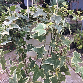 Chậu Dây Thường Xuân - Jacaranda mimosifolia - Cây cảnh đẹp, dễ chơi, dễ chăm - Giao kèm chậu treo như hình