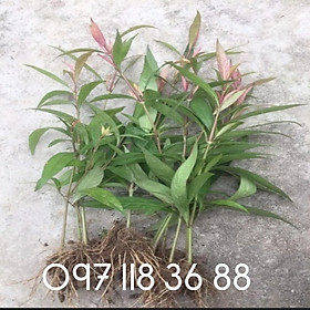 Mua Cây hoàn ngọc đỏ  combo 5 cây giống hoàn ngọc đỏ siêu khỏe đẹp. Lh 097 118 36 88