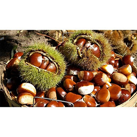 Mua cây giống hạt dẻ đen trùng khánh