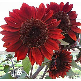 Mua 1 Gói Hạt Giống  Hoa Hướng Dương Đỏ ( 20 hạt/ gói)