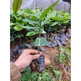 Mua CÂY GIỐNG HOA HẢI ĐƯỜNG TRẮNG (Bạch hải đường)