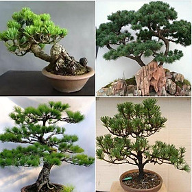 Mua Hạt giống cây tùng la hán - Gói 10 Hạt/Tặng gói kích thích hạt nảy mầm