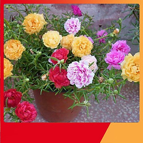 Bộ 2 Gói Hạt Giống Hoa Mười Giờ Mỹ - Nảy Mầm Cực Chuẩn
