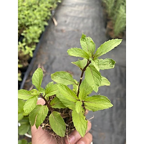 Bạc hà per permint