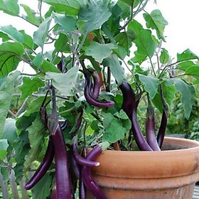 Hạt giống cà tím trái dài