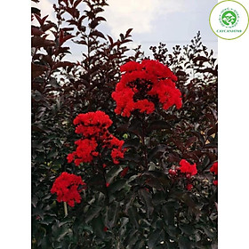 Cây tường vi huyết long cao 70-80cm đang hoa