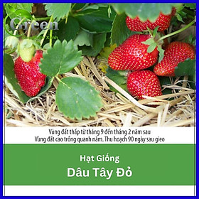 Hạt Giống Dâu Tây Đỏ Sai Trái