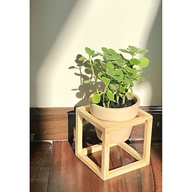 Mua kệ trang trí đỡ chậu cây kệ gỗ thông tự nhiên