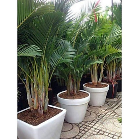 CAU LỤA VÀNG