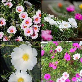 Combo 2 gói hạt giống hoa 10h