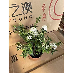 Mua CHẬU HOA TIỂU TÚ CẦU NHƯ ẢNH